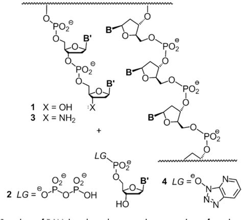 Figure From Templating Efficiency Of Naked Dna Semantic Scholar