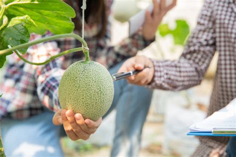 Le Melon Fruit Savoureux Parfum Et Facile Cultiver Fellah