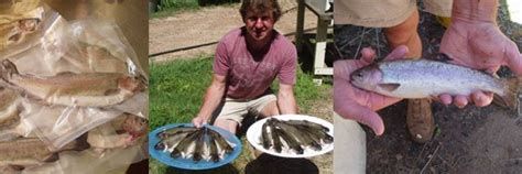 From The Aquaponics System Our Trout Harvest What A Treat Permaculture Sydney Institute