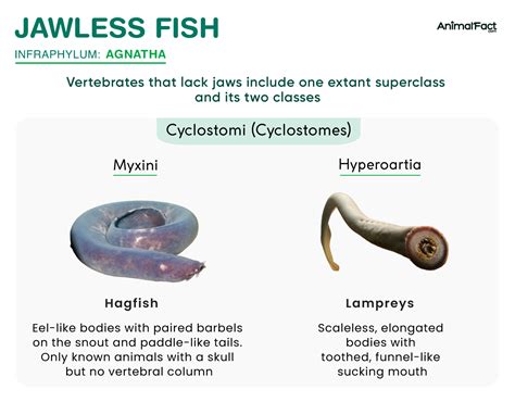 Jawless Fish - Examples, Characteristics, Classification & Picture