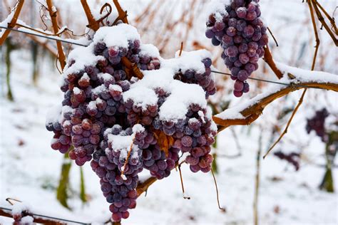 Tout sur le vin de glace et cinq vins à rechercher Simbolo Reiki