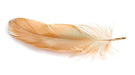 White Feather Isolated White Feather Isolated Feather PNG