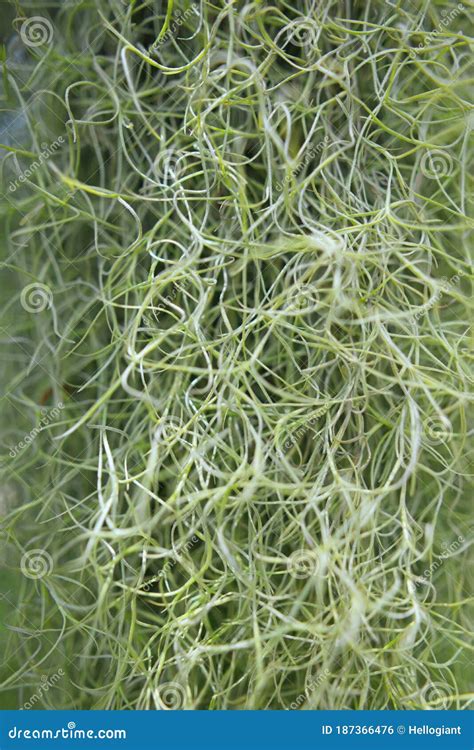 Spanish Moss Tillandsia Usneoides Stock Photo Image Of Moss Branch