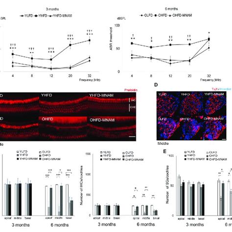 Cascade Of Sirt1 Activation SIRT 1 Sirtuin 1 Nam Nicotinamide