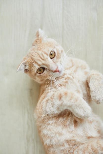 Premium Photo | Scottish fold ginger young cat lying on the floor at home