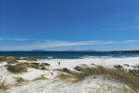 Four-Legged Frolics at Pringle Bay Beach | Pethub