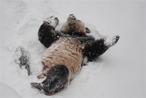 Fondos de pantalla nieve invierno pelaje panda Congelación