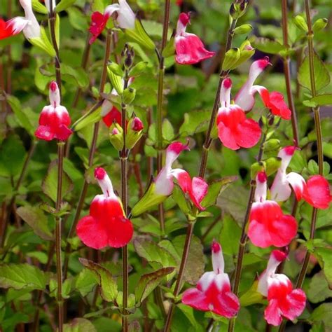Salvia Hot Lips Robrick Nursery