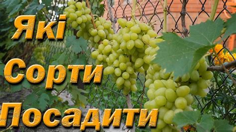 Які сорти винограду посадити. Перевірені сорти столового винограду ...