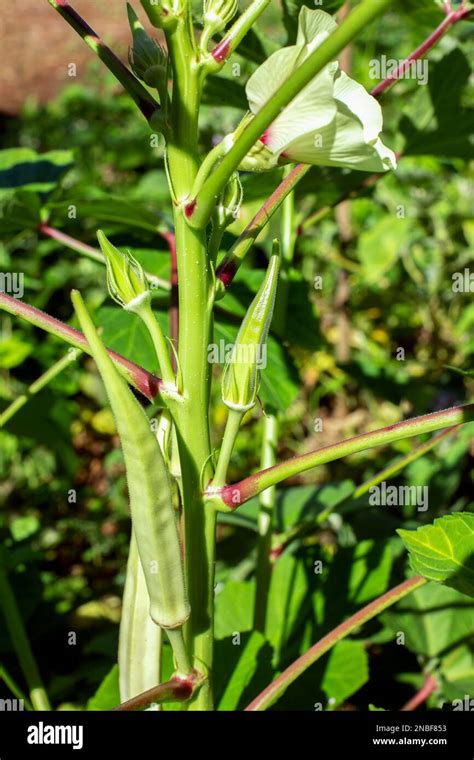 Cultivo de Okra o okro Abelmoschus esculentus también conocido como