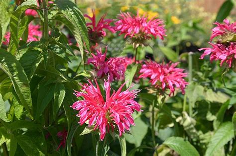 Coral Reef Beebalm Monarda Didyma Coral Reef At The Growing Place