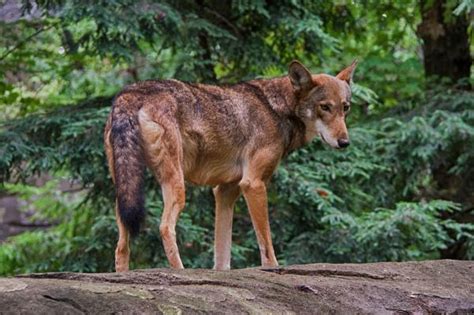 Tipos De Lobos Nombres Y Fotos