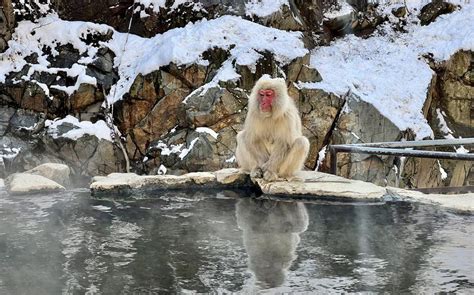 Japans Snow Monkeys Are Just As Photogenic In The Off Season Stars