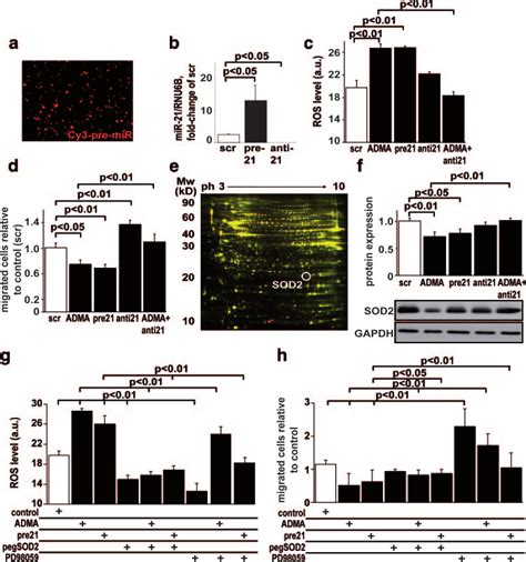 Identification Of Mir Targets In Apcs A Efficient Transfection Of