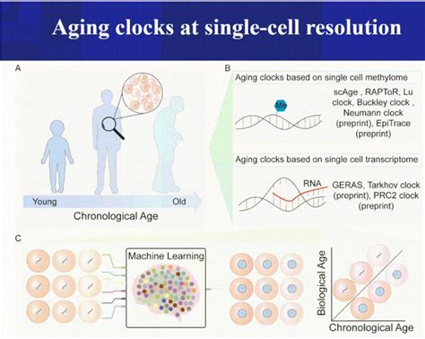 “衰老标志物”重磅综述：细胞衰老、器官衰老、衰老时钟及其应用衰老器官细胞生物伦理 健康界