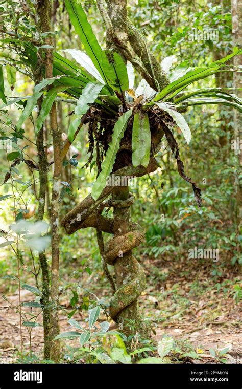 The Lush Foliage Of Madagascars Mantadia Rainforest Plant Epiphyte