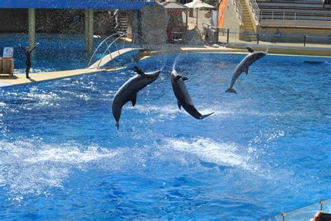 Dolphin Sanctuary Aegean Marine Life Sanctuary Seas