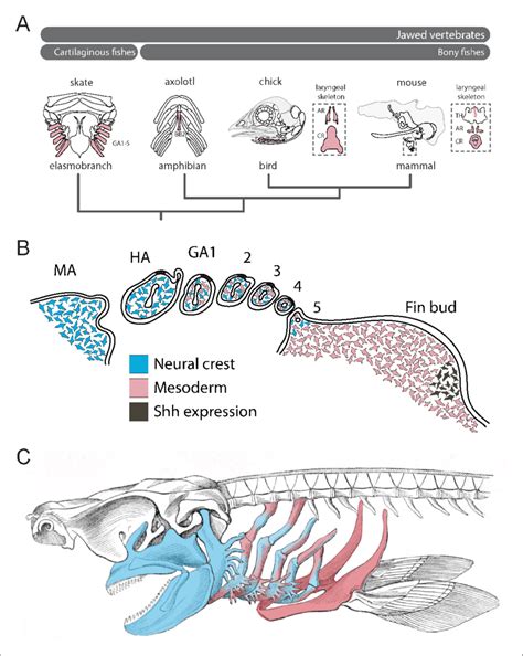 Mesodermal Contributions To The Pharyngeal Endoskeleton In Jawed