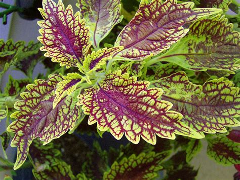 Coleus ‘sultana Tall Coleus Plants Plants Coleus Plant