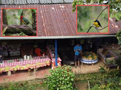 La experiencia fascinante con colibríes en la finca Villa Cielo en