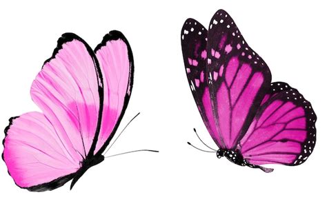 Flying Pink Butterfly