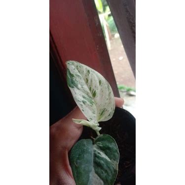 Jual Epipremnum Marble Variegata Shopee Indonesia