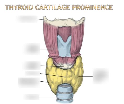 Thyroid Cartilage Promincence Diagram Quizlet