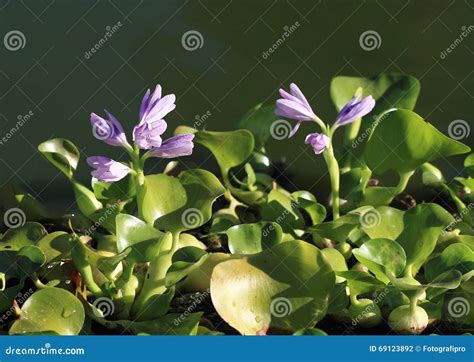 Water Hyacinth EICHHORNIA CRASSIPES Stock Photo Image Of Invasive