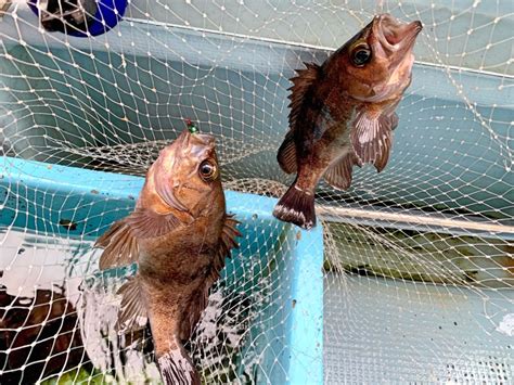 鳴門船サビキがめっちゃ釣れる！？明石の船メバルが楽しすぎる J フィッシングダイアリー｜釣り日誌 釣りに関するあれこれ情報サイト