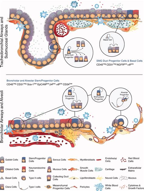 Concise Review: Deconstructing the Lung to Reveal Its Regenerative Potential - McQualter - 2012 ...