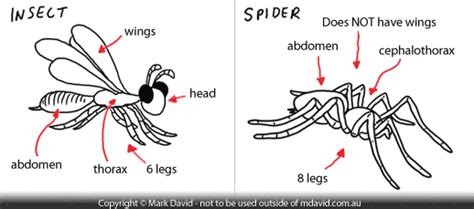 Spiders vs. Insects