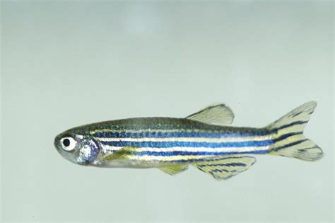 Zebrafish - Fishes 