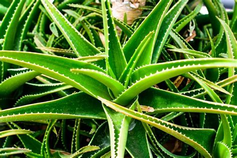 Delosperma Pianta Tappezzante Coltivazione E Variet Piante Grasse