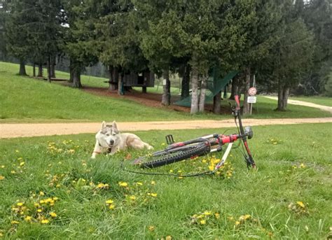 Cani rando avec Lisa Plaza Auvergne Rhône Alpes Tourisme