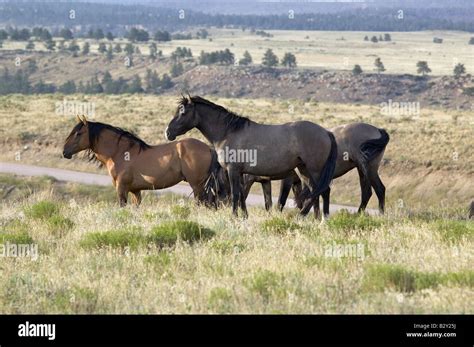 Black Hills Wild Horse Sanctuary Home To Americas Largest Wild Horse