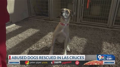 Abused Dogs Rescued In Las Cruces Youtube