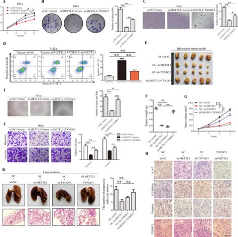 Silenced METTL3 Reverses The Effects Of TXNDC5 On Proliferation And