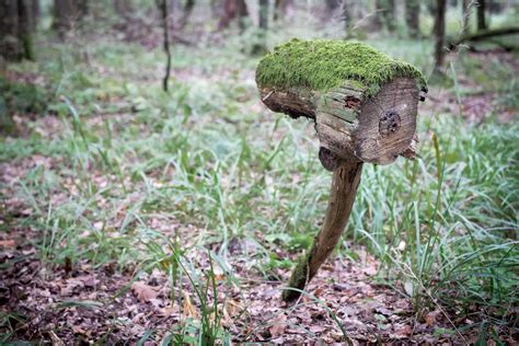 Free Images Forest Branch Wood Stump Wildlife Environment