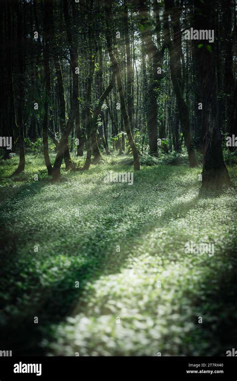 Sunny Forest Glade Musicians Park In Shekvetili Stock Photo Alamy