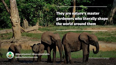 African Forest Elephants Unsung Heroes Helping Congo Fight Climate