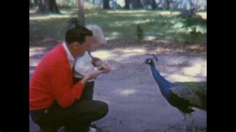 Genius Drive Winter Park Florida Peacocks 1963 Youtube