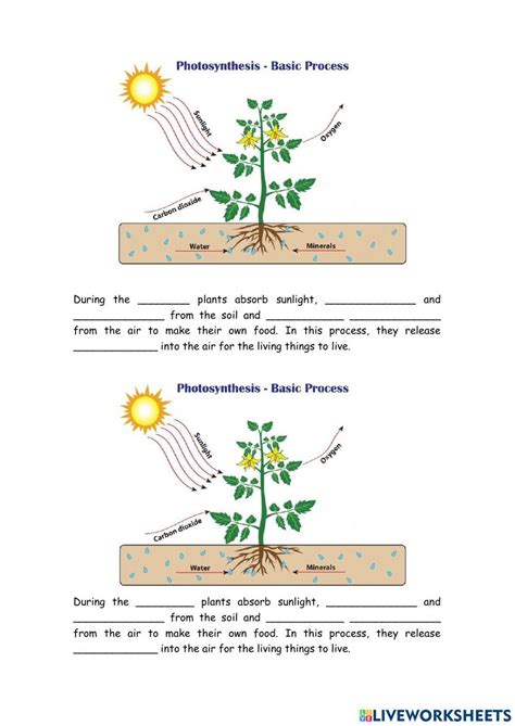 Plant Respiration Diagram