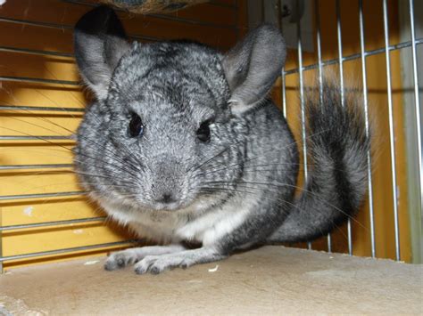 Chinchilla Mating and Pregnancy - Happy Chinchilla Guide