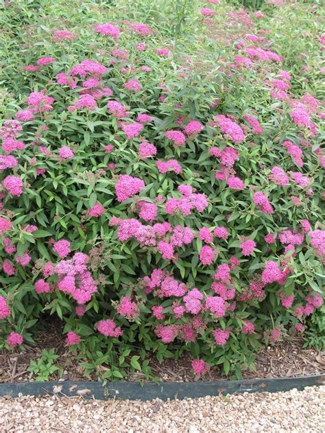 Spiraea X Bumalda Anthony Waterer Spirea Garden Center Marketing