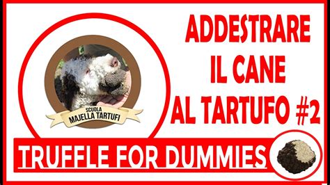 Addestramento Del Cane Da TARTUFO Con Il Metodo MAJELLA YouTube