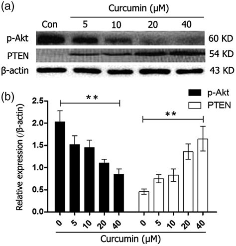 Curcumin Regulates The Mir 21 Pten Akt Pathway And Acts In Synergy With