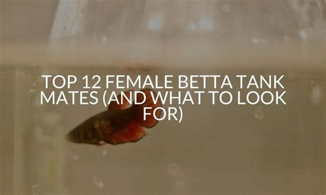 Betta Tank Mates Archives - Betta Care Fish Guide