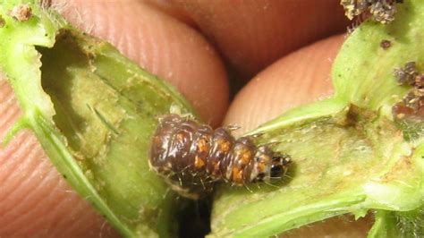 spotted bollworm in Lady’s finger (Bhendi) crop?