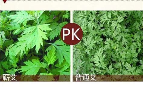 醫聖故事李時珍曾做的這三道考題你能答好嗎 每日頭條