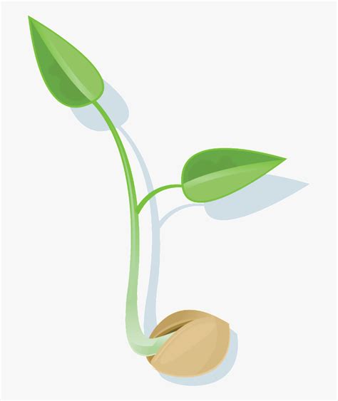 Seed Sprout Clipart 9 Free Cliparts Download Images On Clipground 2025